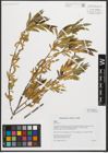 Foto von Salix triandra L.